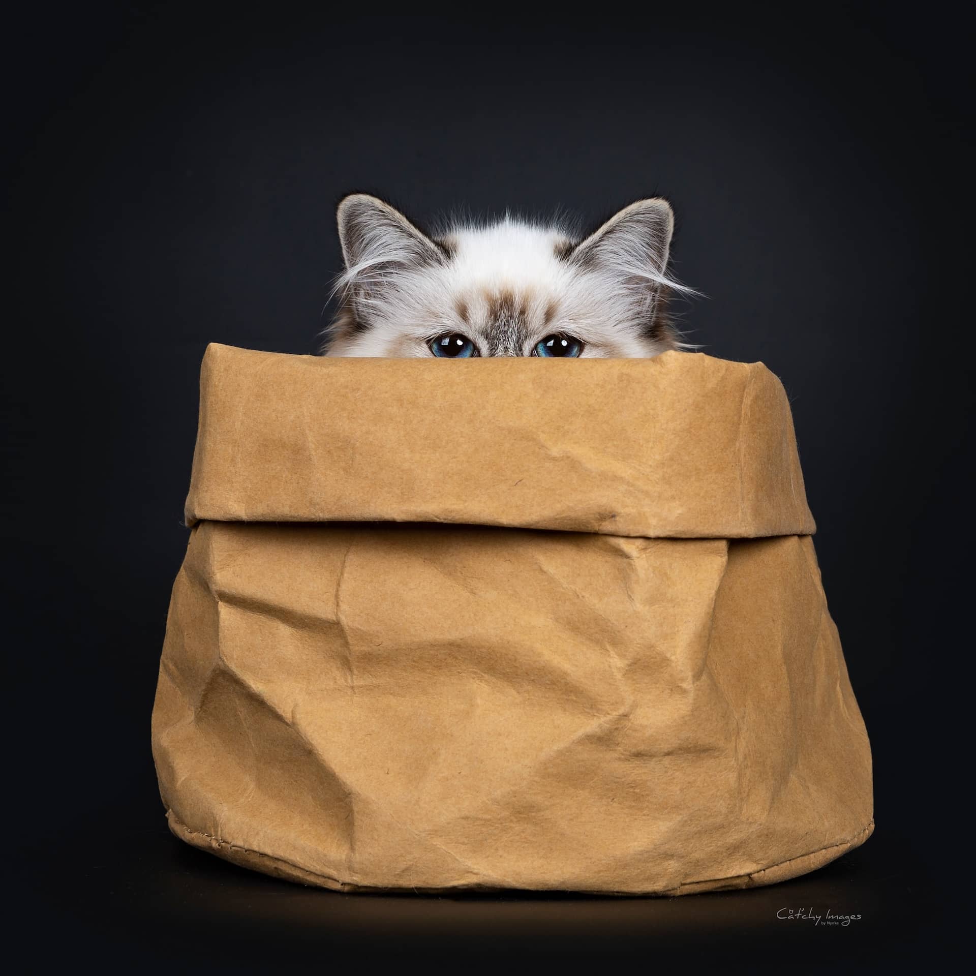 AdobeStock_226590503-2