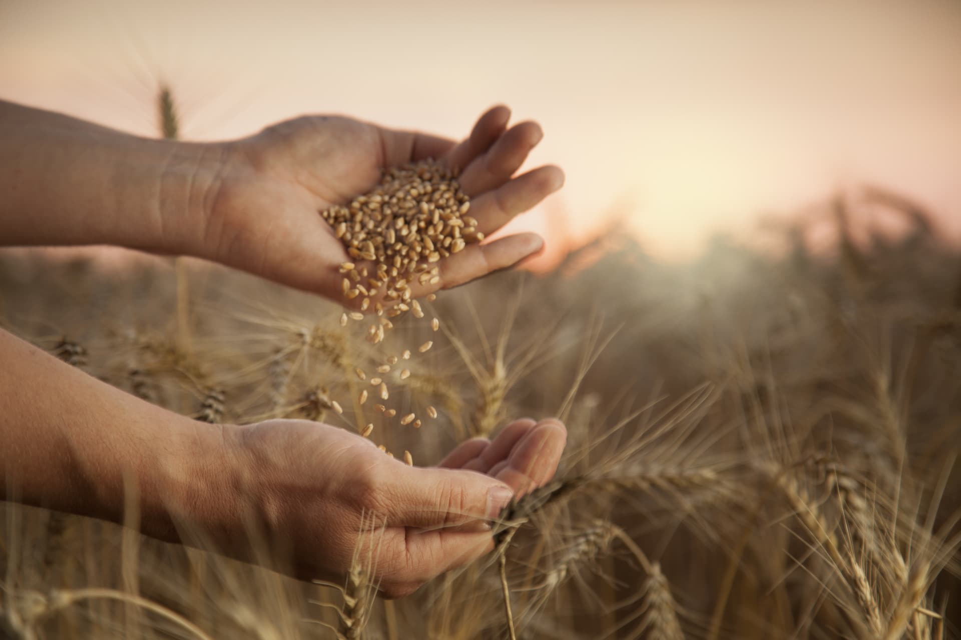 man pours wheat from hand to hand on the background of wheat field